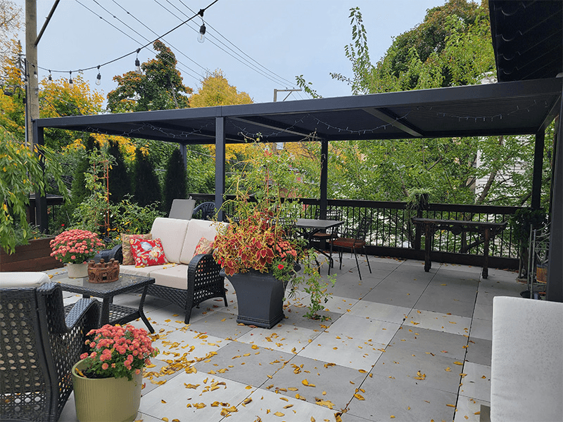 5 Climbing Plants Perfect for Your Pergola